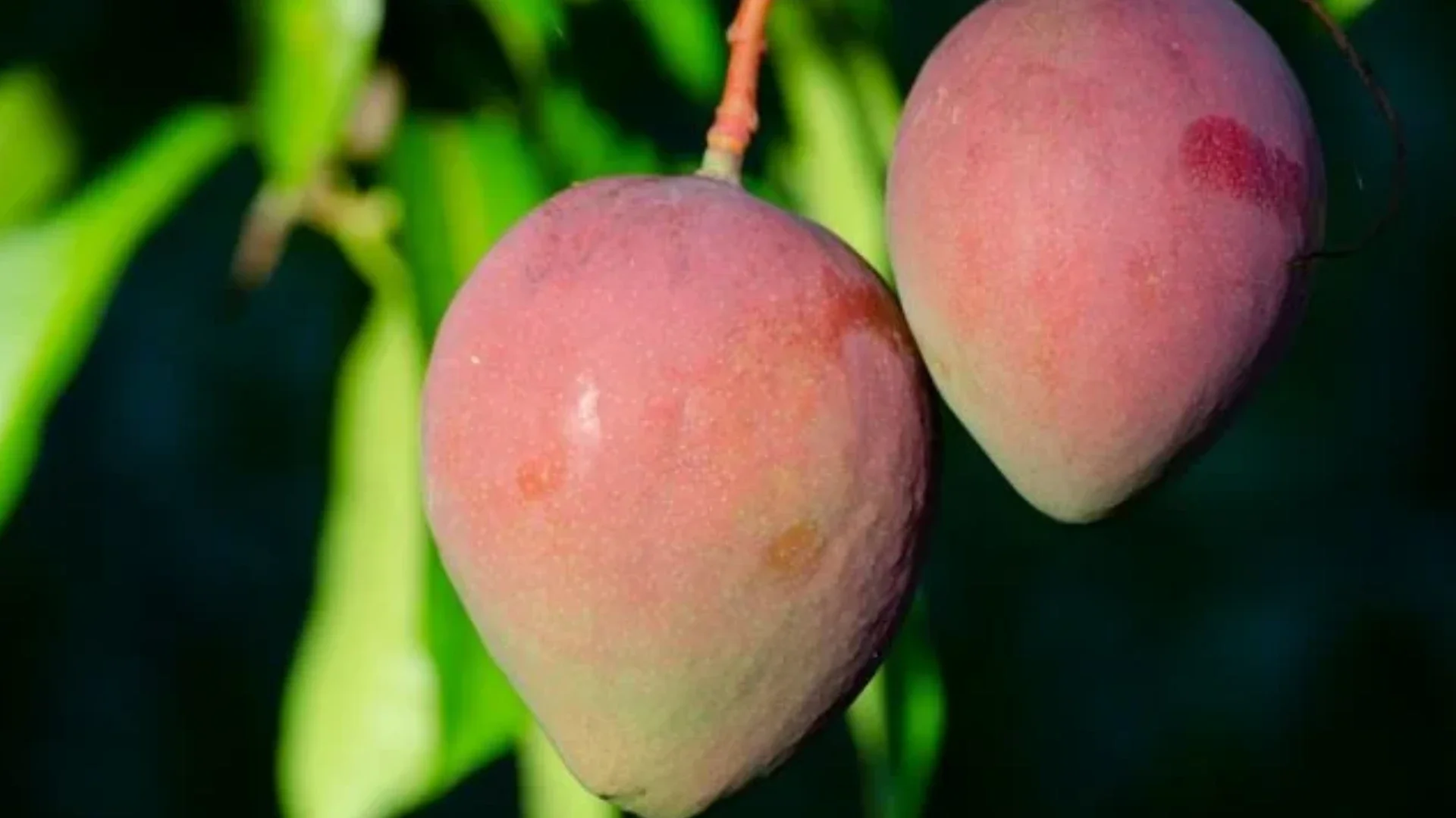 Mango Season in South Florida: Why Fruit Trees Make a Home Even Sweeter