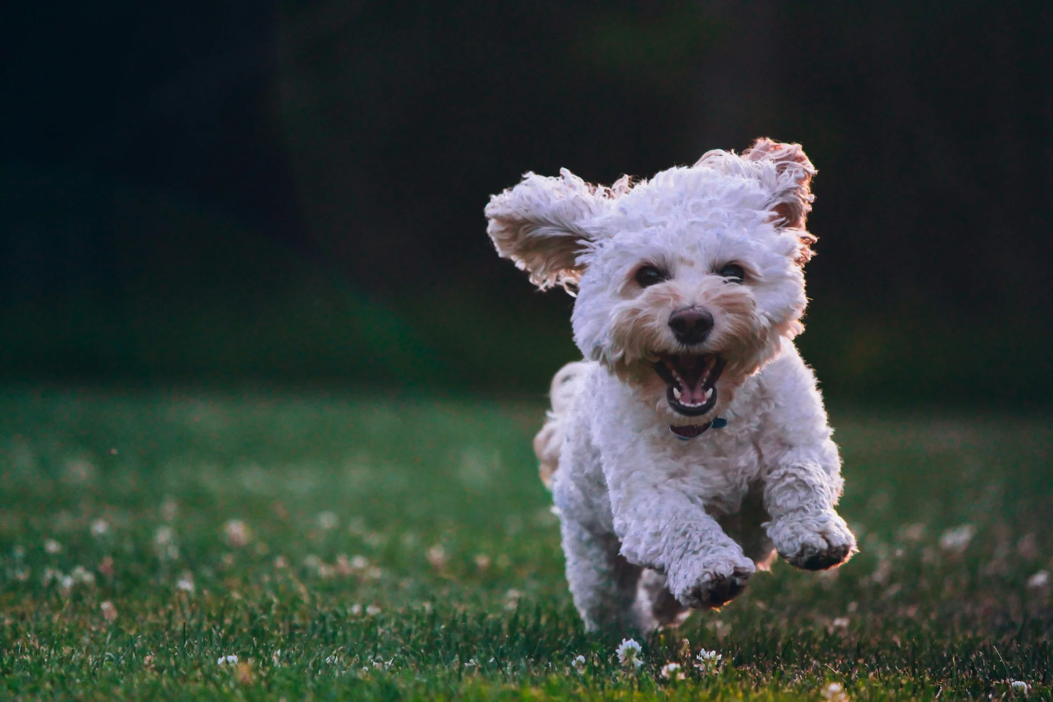 Pet-friendly living in LaMorada Naples Florida