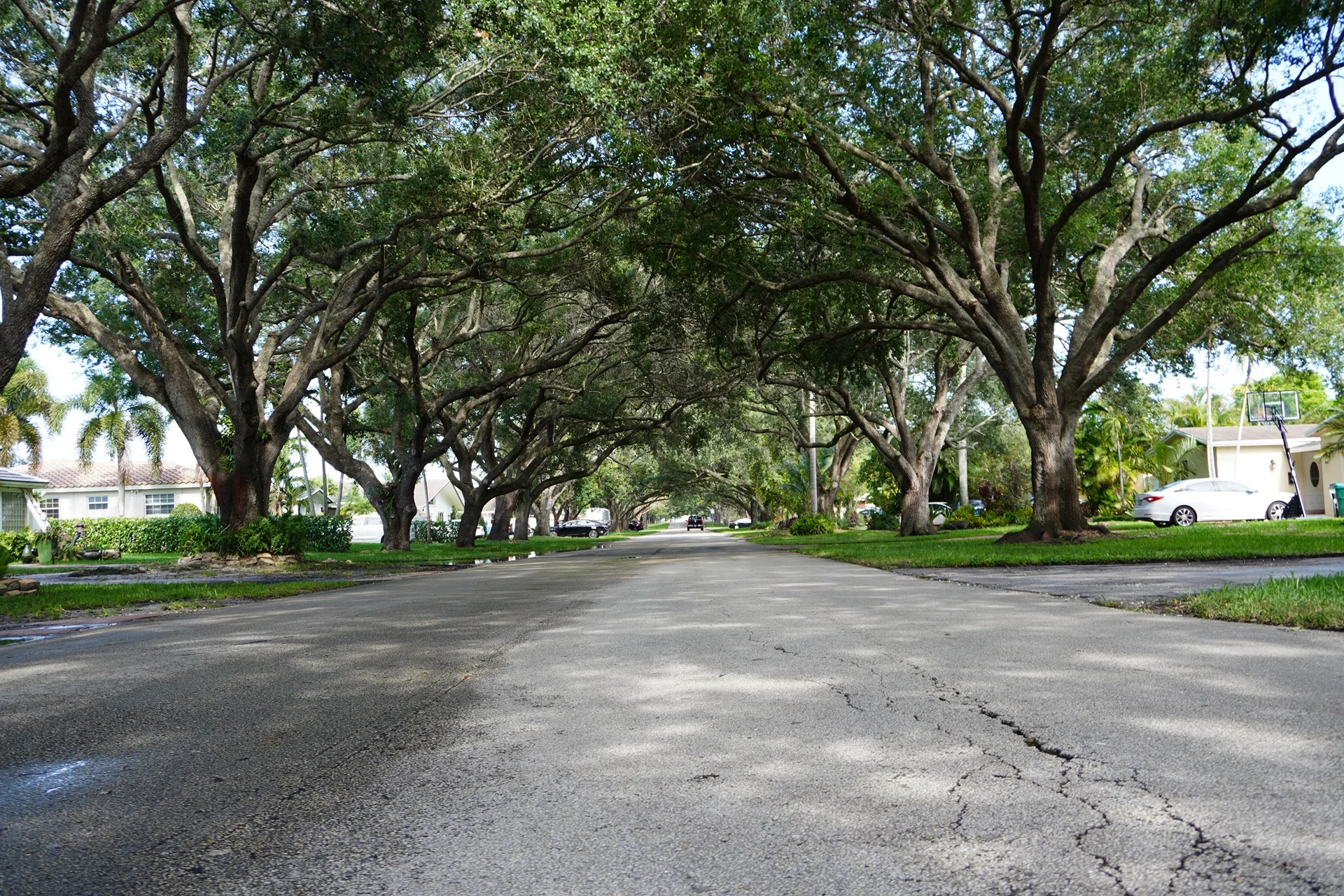 Tree-lined-Streets-In-Cooper-Colony-Estates.JPG