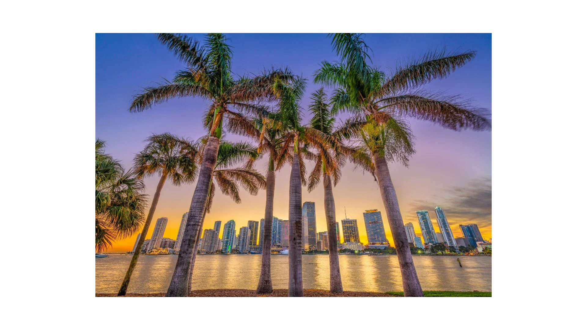 palm-trees-in-front-of-Miami-skyline.jpg